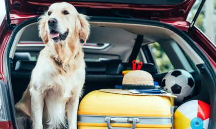 Reisen mit Hund – So verreist du entspannt mit deinem Haustier
