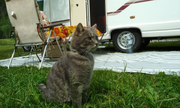 Camping mit Katze – So klappt es garantiert